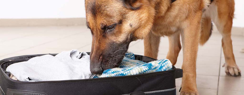 Narcotics Detection Dog Services by 3DK9 Detection
